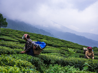 Women tea workers are plucking tea leaves during cloudy monsoon at the British-era tea garden Orange Valley Tea Garden spread over an area o...