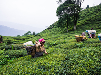 Women tea workers are plucking tea leaves during cloudy monsoon at the British-era tea garden Orange Valley Tea Garden spread over an area o...