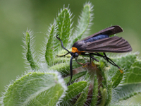 Virginia Ctenucha Moth (Ctenucha virginica) in Markham, Ontario, Canada, on June 26, 2022. (