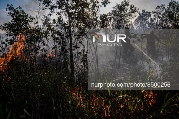 Firefighters are extinguishing forest and land fires in Pulau Semambu Village, Ogan Ilir Regency, South Sumatra on Thursday, July 7, 2022. 