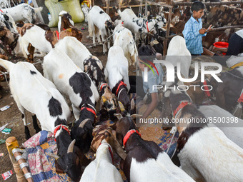 Sellers are seen displaying various livestock at a temporary market ahead of Eid - Ul-Adha in Kolkata , India , on 7 July 2022 . (