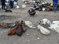 Sellers are seen displaying various livestock at a temporary market ahead of Eid - Ul-Adha in Kolkata , India , on 7 July 2022 . (