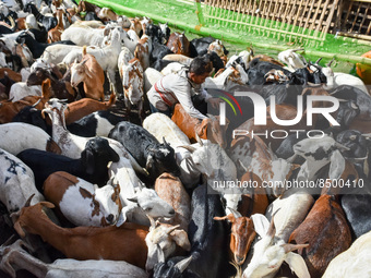 A boy is seen among herd of goats at a livestock market in Kolkata , India , on 7 July 2022 .  (