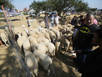 Selling live sheep at a local livestock market ahead of Aid al-Adha in Algiers, Algeria on July 7, 2020 (