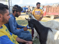 A vendor feeds his goat at a sacrificial livestock market ahead of Eid ul Adha in Srinagar, Indian Administered Kashmir on 08 July 2022.  (
