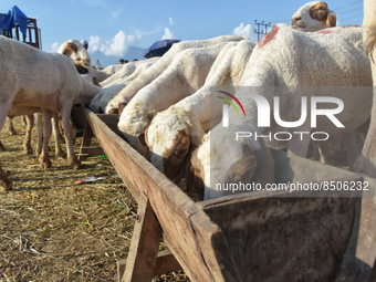 Sacrificial sheep consume hay at a livestock market ahead of Eid ul Adha in Srinagar, Indian Administered Kashmir on 08 July 2022.  (