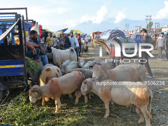 A sheep vendor awaits buyers at a sacrificial livestock market ahead of Eid ul Adha in Srinagar, Indian Administered Kashmir on 08 July 2022...