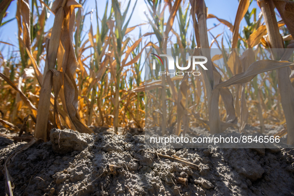 Prolonged water shortages have caused damage to farmers by drying out the corn fields that are most exposed to the heat and most difficult t...