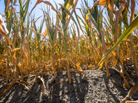 Prolonged water shortages have caused damage to farmers by drying out the corn fields that are most exposed to the heat and most difficult t...