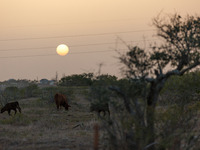 The sun sets over grazing cattle in Rockport, Texas on July 16, 2022 as an extreme heat wave affects the region. (