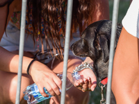 Two girls wet a small dog during the hottest part of the day during an event in Rieti, Italy, on 17 July 2022. 
 (
