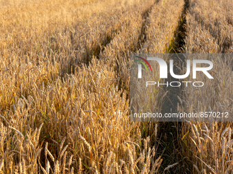 Grain crops are seen on a field during the harvest season in Zielonki, near Krakow as heatwave moves to central and eastern parts of Europe...