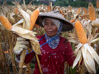 A farmer harvests corn in the 2nd harvest of the year at a rice field in Pesanggaran village, Banyuwangi, East Java province, Indonesia, on...