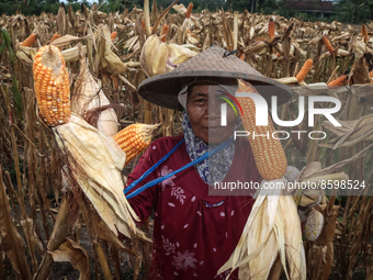 A farmer harvests corn in the 2nd harvest of the year at a rice field in Pesanggaran village, Banyuwangi, East Java province, Indonesia, on...