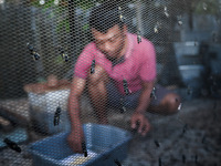 Ilham (29 years) collects Black Soldier Fly eggs in an isolation cage at a maggot farming center from kitchen waste and traditional markets...