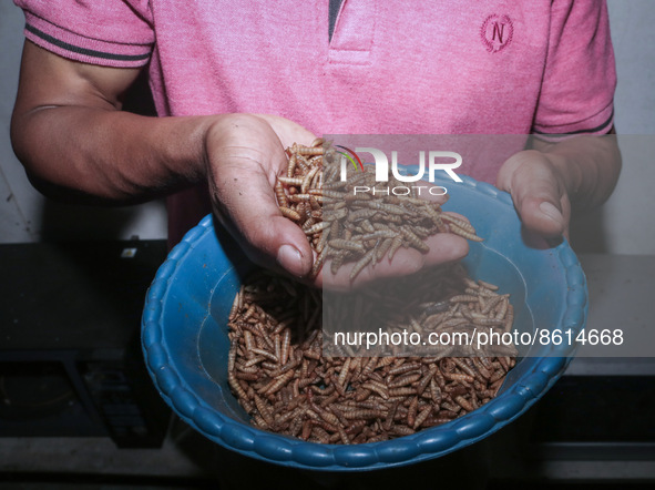 
Ilham (29 years) show maggot from kitchen waste and organic waste in Siliragung village, Banyuwangi, East Java, Indonesia, on August 1, 20...