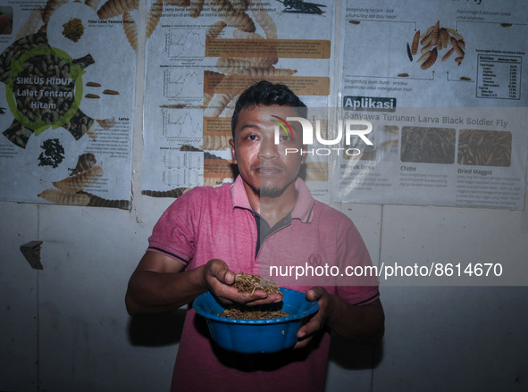 Ilham (29  years) show maggot from kitchen waste and organic waste in Siliragung village, Banyuwangi, East Java, Indonesia, on August 1, 202...