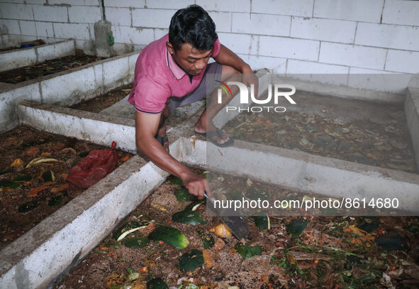 Ilham (29  years) feeds maggot from kitchen waste and organic waste in Siliragung village, Banyuwangi, East Java, Indonesia, on August 1, 20...
