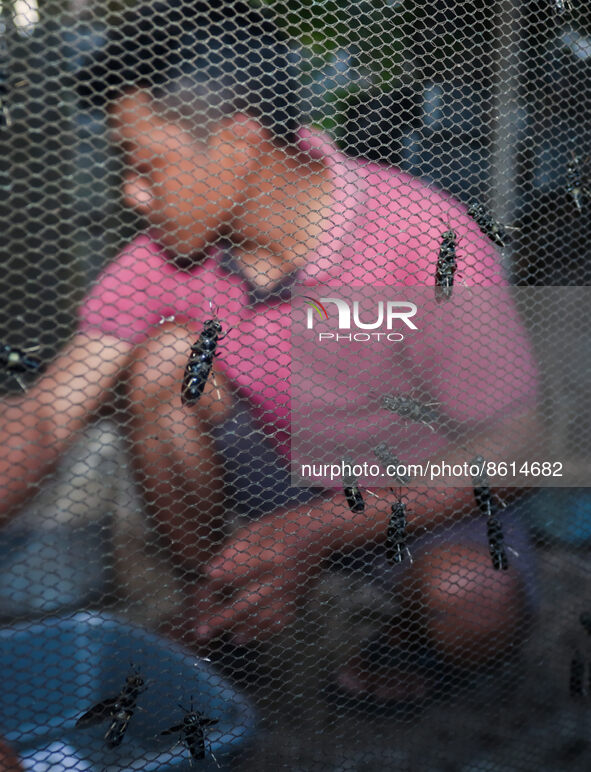 Ilham (29 years) collects Black Soldier Fly eggs in an isolation cage at a maggot farming center from kitchen waste and traditional markets...
