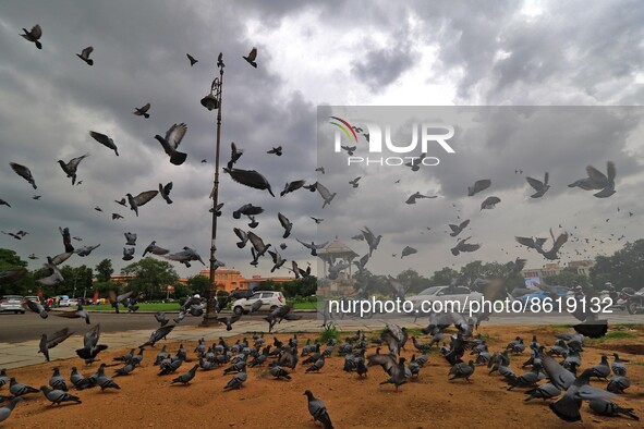Pigeons fly during dark  monsoon clouds hover over Statue circle , in Jaipur , Rajasthan , India , Tuesday, Aug 02,2022. 
 