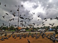 Pigeons fly during dark  monsoon clouds hover over Statue circle , in Jaipur , Rajasthan , India , Tuesday, Aug 02,2022. 
 (
