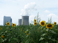 genergal view of sunflower field  is seen in front of RWE Neurath power station is seen at Neurath in Grevenbroich, Germany on August 2, 202...