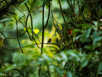 A male green-tailed sunbird (Aethopyga nipalensis) is sitting in the Himalayan montane dense forests moss-covered trees at Mangpoo, West Ben...