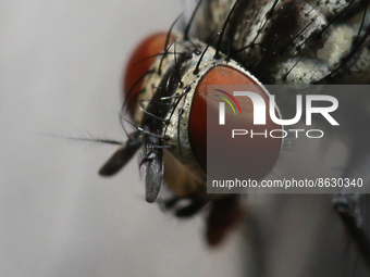 House fly (Musca domestica) in Toronto Ontario, Canada, on August 05, 2022. (
