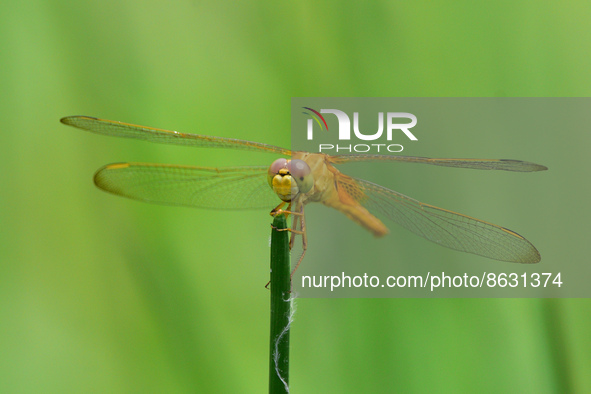 A dragonfly sits on a branch at a park in Guwahati ,india on August 6,2022. 