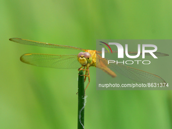 A dragonfly sits on a branch at a park in Guwahati ,india on August 6,2022. (