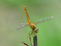 A dragonfly sits on a branch at a park in Guwahati ,india on August 6,2022. (