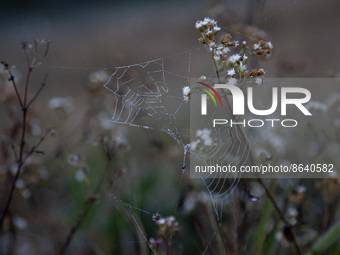 A spider covered in frozen dew as seen at Arjuna temple complex, in Dieng Plateu area, Banjarnegara, Central Java province, on August 8, 202...