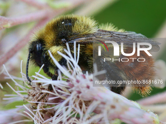 Tri-colored Bumble Bee (Bombus ternarius) in Toronto, Ontario, Canada, on August 16, 2022. (