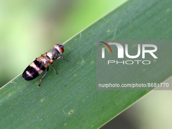 Picture-winged fly (Chaetopsis angusta) in Toronto, Ontario, Canada, on August 16, 2022. (