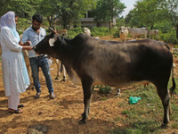 Members of Vishwa Hindu Parishad administers homeopathic medicine to a cow suffering from lumpy skin disease, in Jaipur, Rajasthan, India, T...