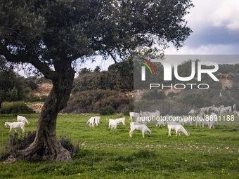 Goats and an olive tree on Cyprus on March 5, 2022. (