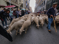 A flock of more than 1,000 sheep walks through the center of Madrid, on 23 October, 2022 in Madrid, Spain. The Transhumance Festival is a tr...