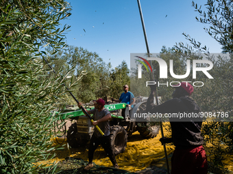 Workers at work during the olive harvest in a fund of Molfetta, on October 27, 2022.
The new oil is back in Puglia with the start of the ol...