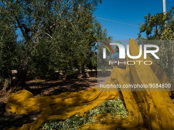 A worker at work during the olive harvest in a fund in Molfetta, on October 27, 2022.
The new oil is back in Puglia with the start of the o...