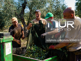 Workers at work during the olive harvest in a fund of Molfetta, on October 27, 2022.
The new oil is back in Puglia with the start of the ol...