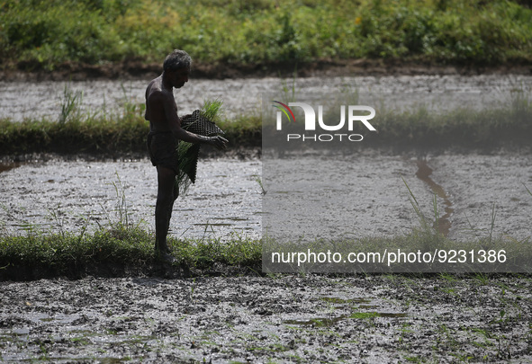 A farmer works on paddy field in Colombo on November 22,2022. 