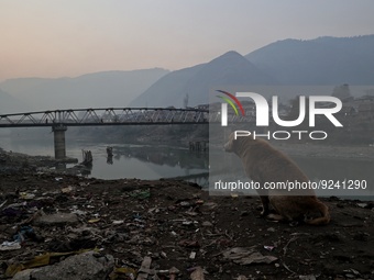 People walk over a bridge as a dog sits on the polluted banks of river Jehlum in Baramulla Jammu and Kashmir India on 24 November 2022 (