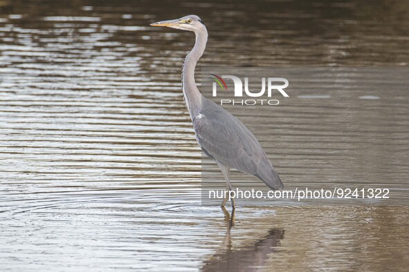 Grey heron bird as seen in park Meerland near Eindhoven in the Netherlands during a sunny weather autumn evening. The grey heron scientifica...