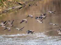 Canadian geese are seen along the Great Miami River on Tuesday, November 29, 2022, in North Bend, Ohio, USA. (