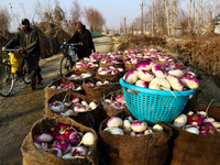 Farmers pack Turnips after extracting them from  their fields before sending them to the market on a winter day in Sopore District Baramulla...