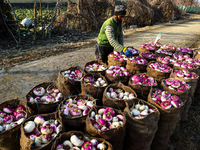 Farmers pack Turnips after extracting them from  their fields before sending them to the market on a winter day in Sopore District Baramulla...