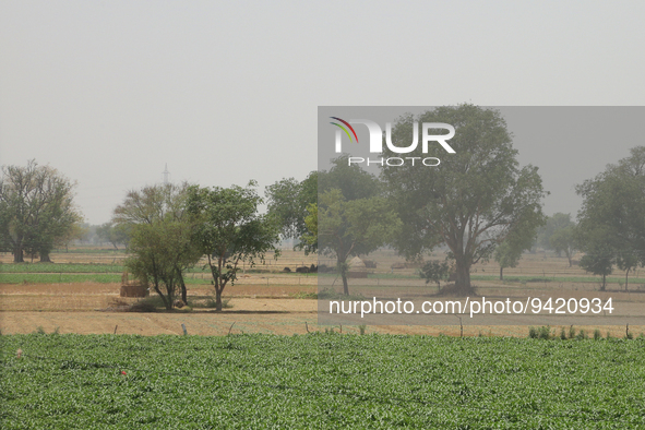 Farmland in Greater Noida, Uttar Pradesh, India, on May 07, 2022.  