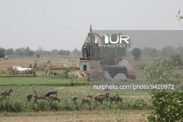Wild cows grazing by a small Hindu temple in Greater Noida, Uttar Pradesh, India, on May 07, 2022.  