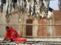 A worker sets up dry fish on a rack under the sunlight at Karnaphuli riverside area in Chittagong, Bangladesh on January 16, 2023.  (