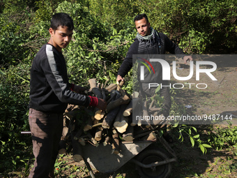 Palestinian farmers cut citrus trees on a farm in Gaza City on January 23, 2023.  (